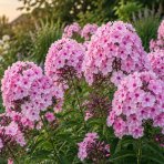 Flox metlinatý (Phlox paniculata) ´SWEET SUMMER DREAM’® - kont. C1,5L